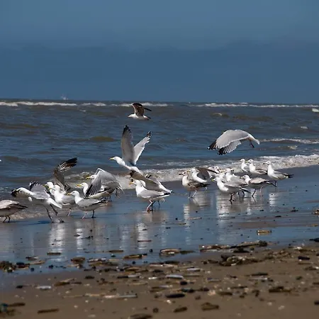 Berrie's Sea View * ザントフォールト