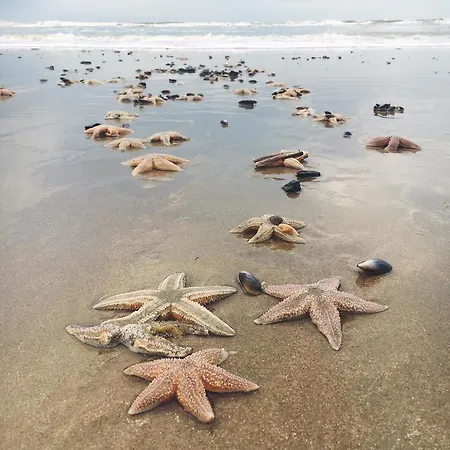 Berrie's Sea View アパート ザントフォールト